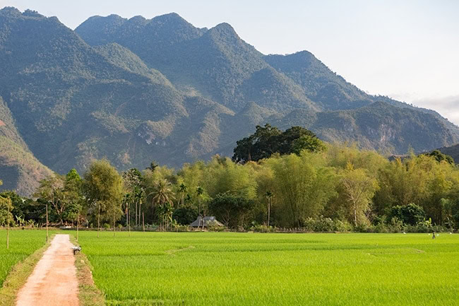 The rice fields of Pom Coong