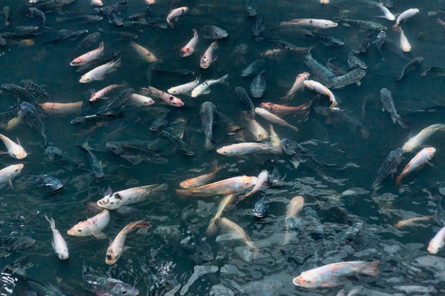 Fish pond in the new world mall