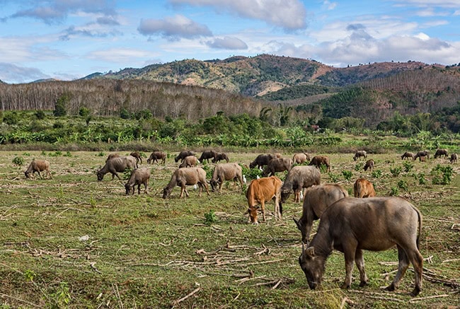 Buffalo a bit after Kon Tum next to the road