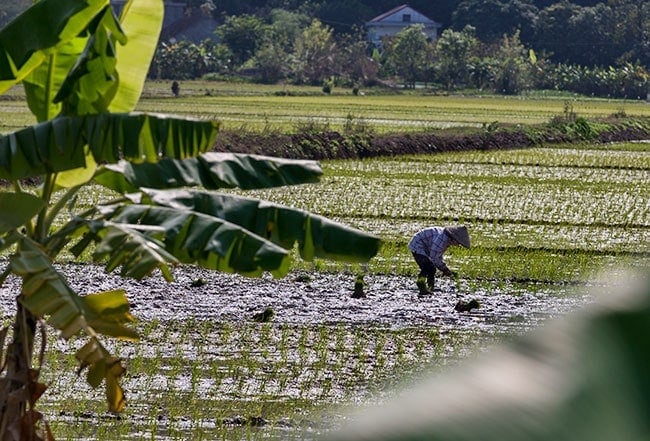 Planting rice is hard work