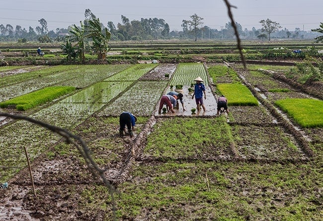 Planting rice