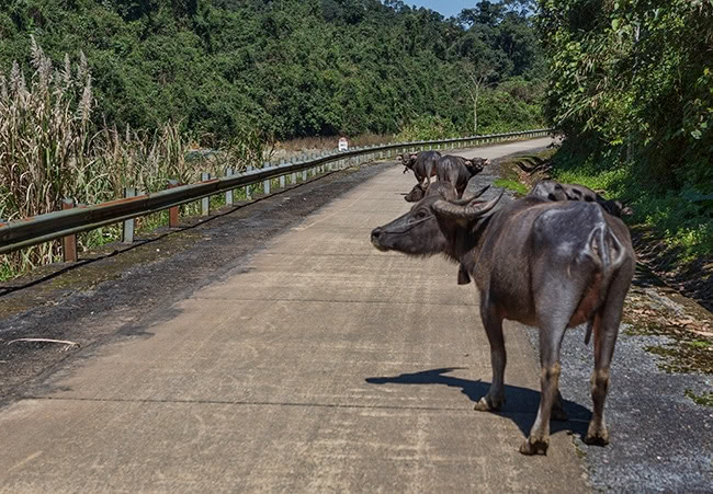 Suddenly a lot of traffic on the road