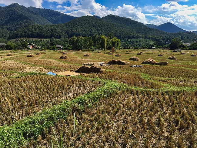 Rice harvest all over in the valley