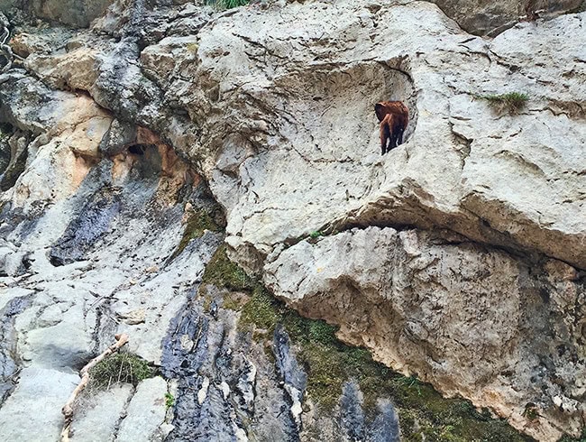 Torrent de Pareis