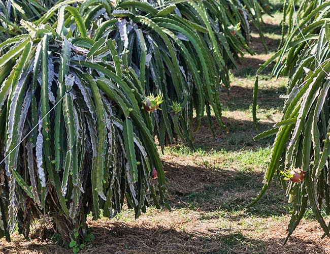 The home of the Dragon Fruit