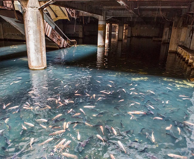 Fish pond in the new world mall