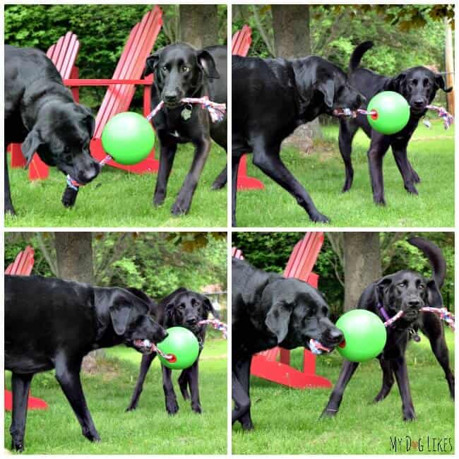 Playing tug-of-war with the Tuggo