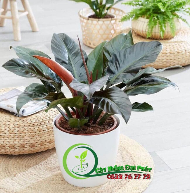 Chậu Cây Trầu Bà Đế Vương Đỏ Để Bàn