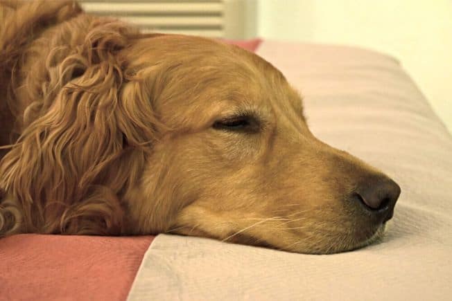 Golden Retriever dog sleeping on the bed