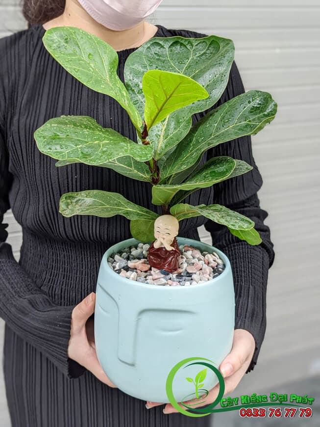Mua Cây Bàng Singapore Để Bàn Ở Đâu?