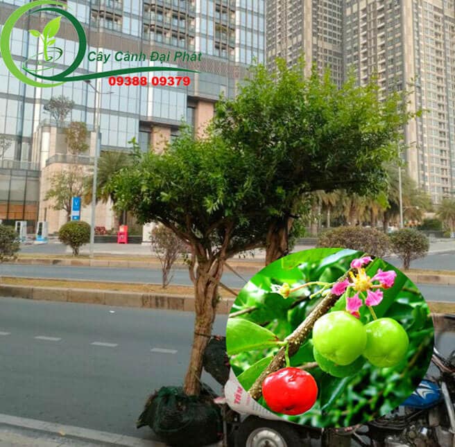 Giao 2 cây sơ ri cho khách bên bình thạnh