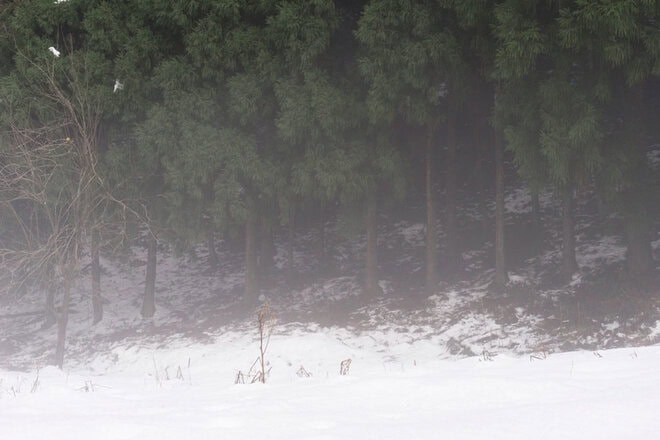 板井原集落近辺の杉林