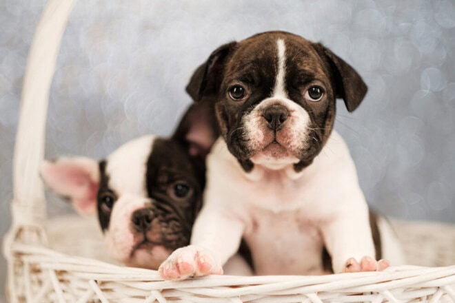 フレンチブルドッグ,犬の素材