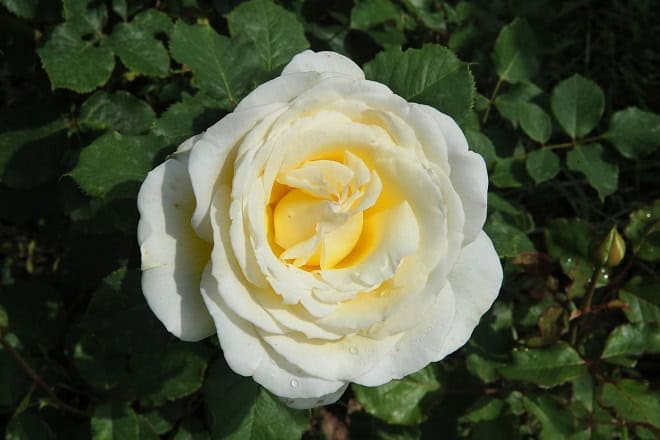 roseto