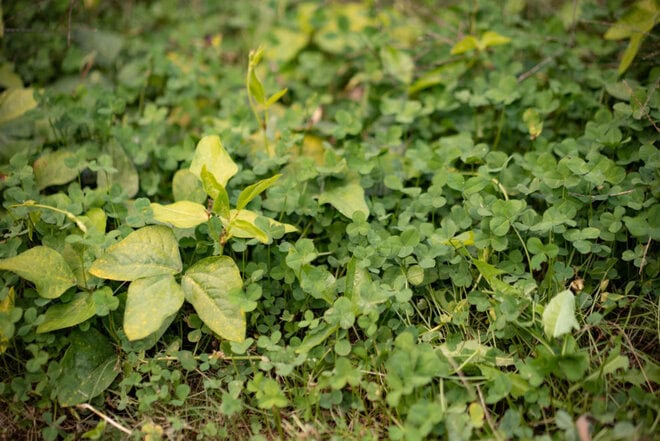 クローバーと共生するマメ