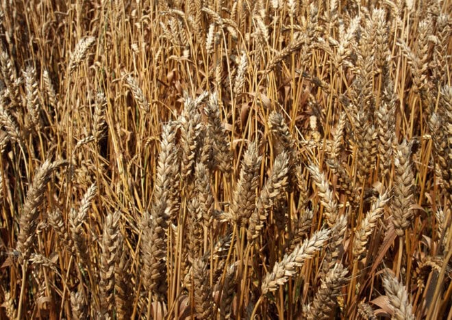 小麦