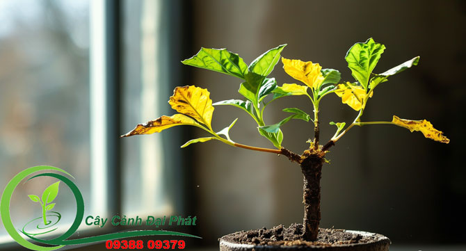 Nguyên nhân khiến cây không phát triển và cách khắc phục