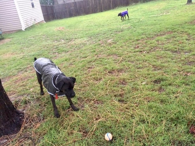 Buzz playing fetch in the rain with his ChuckIt Fetch Ball. In the back: His sister Missy who didn’t share his love for balls.