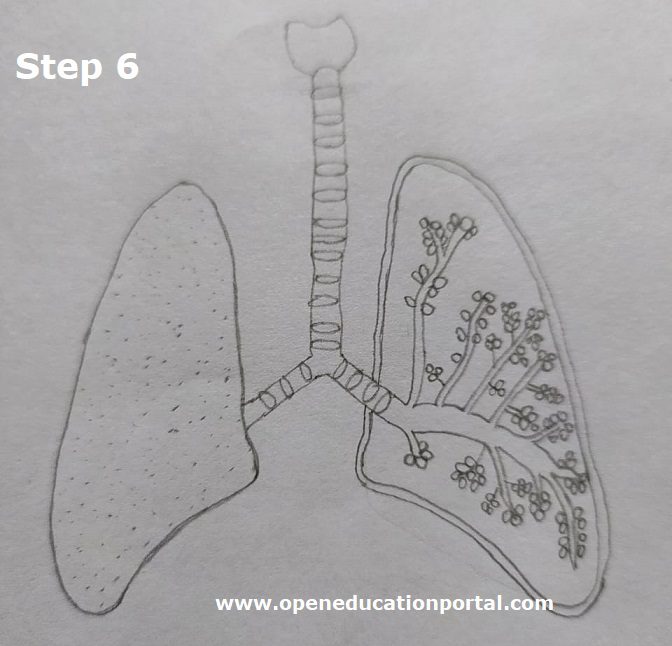 how-to-draw-respiratory-system-step6