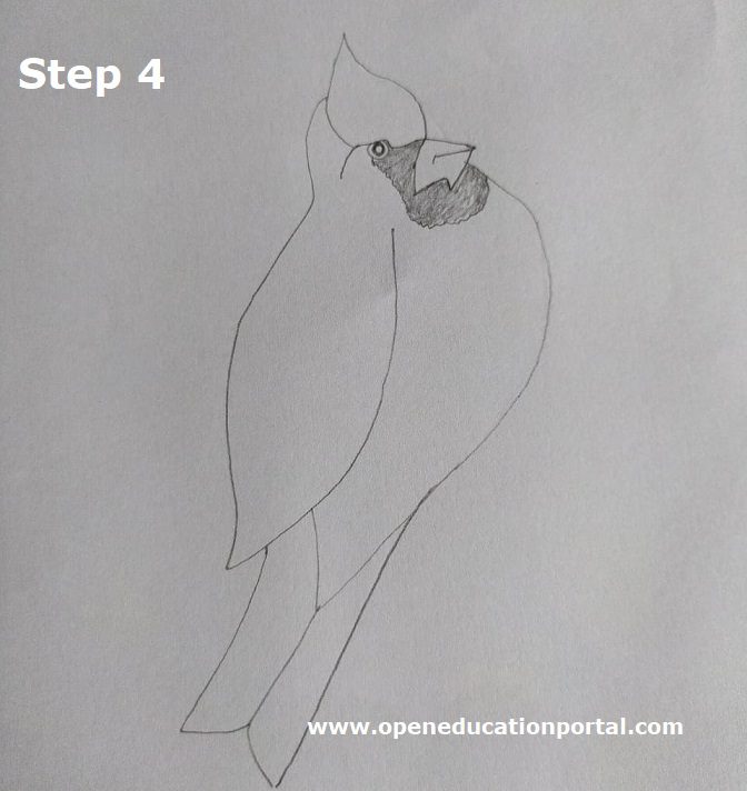 How To Draw Birds For Kids | Simple Guide With Step Wise Images