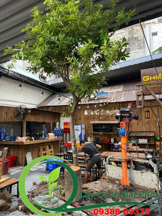trồng cây bóng mát quán ăn