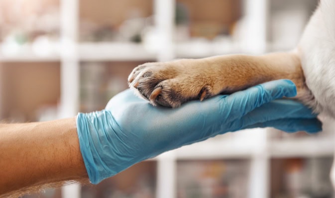 Gayle Pohl: The Power of Care—How Your Support for Veterinarians International Can Change the World