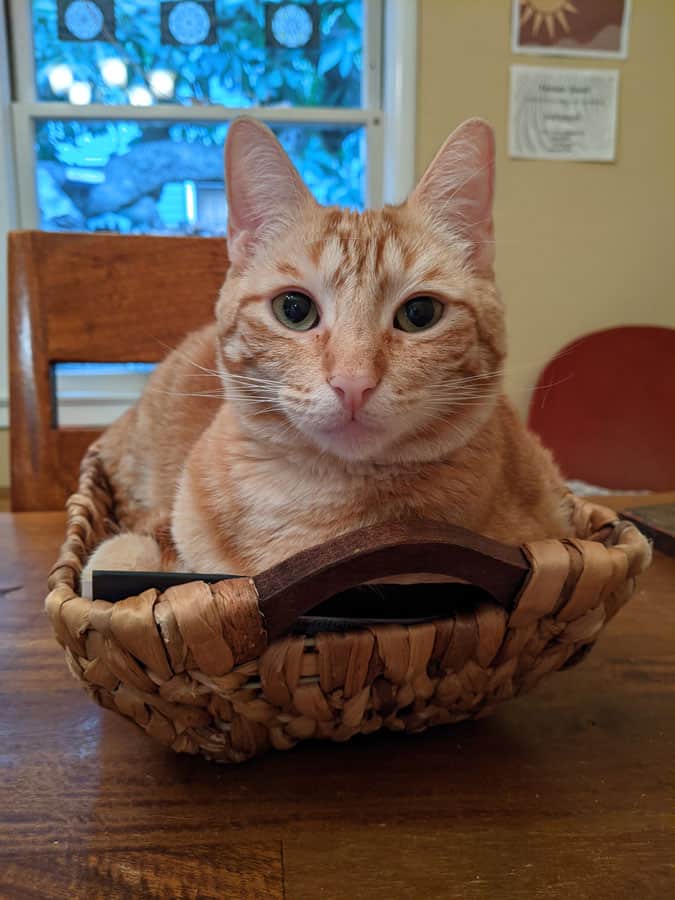An orange tabby sitting in a basket.