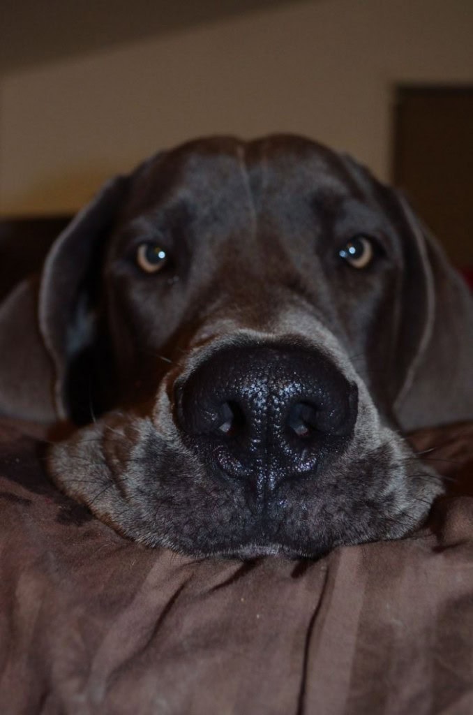 He naps all day and then tries to play every night around 2-4am…