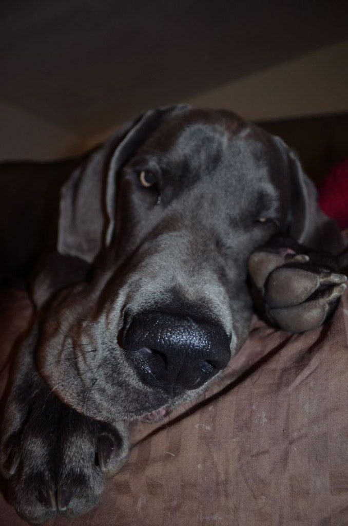 He’s getting neutered in th moring, he’s not very excited and I am getting a little nervous for him! I’ve never ben nervous for a dog like that before, I hope he’s ok and well looked after!
