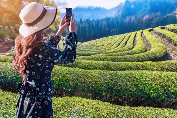 taking pictures at a tea garden