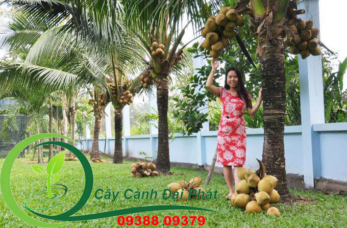 vườn dừa tp hcm - cây ăn trái