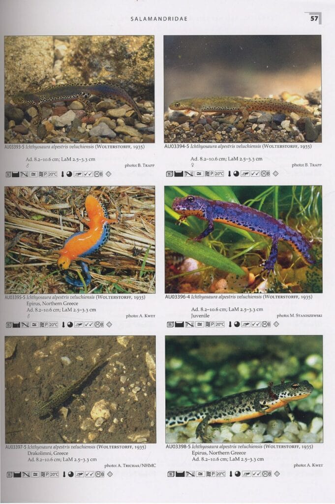 salamanders and newts of europe north africa and western asia page