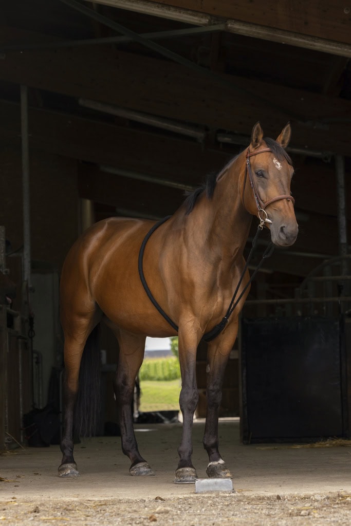 pomoćni dizgin za lonžiranje norton 2