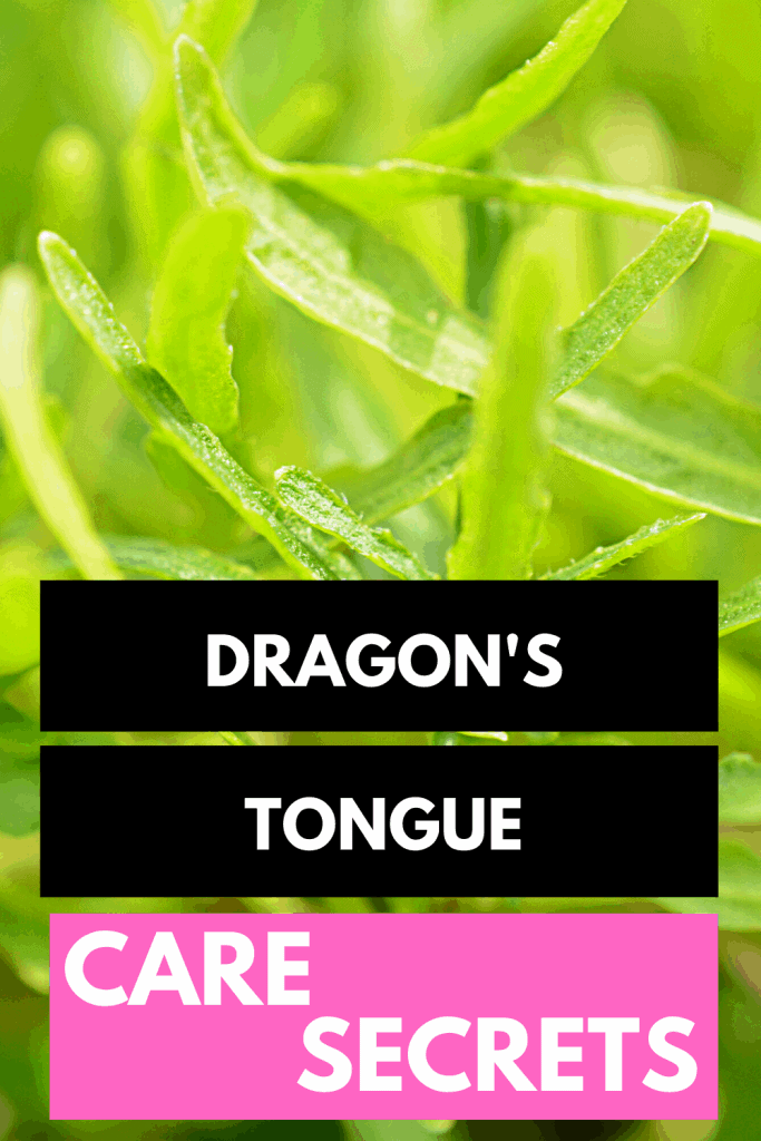 Dragon's Tongue (Hemigraphis repanda) Plant Care #1 Hacks 1
