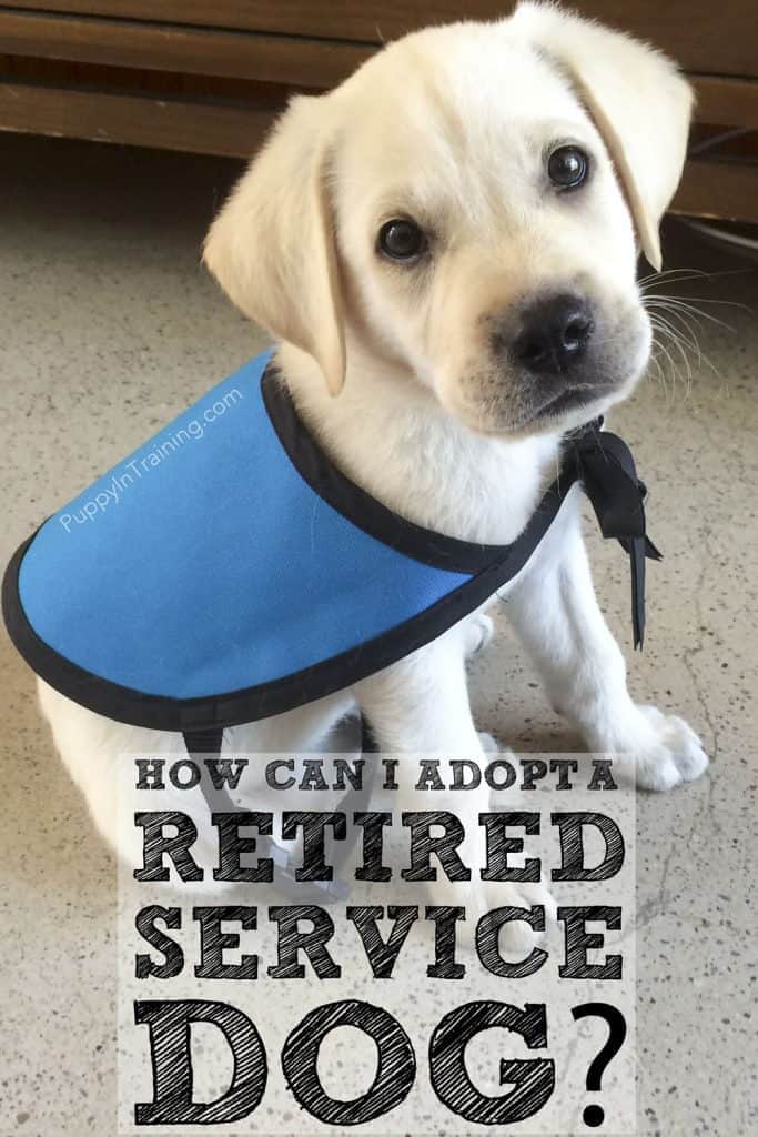 How can I adopt a retired service dog?