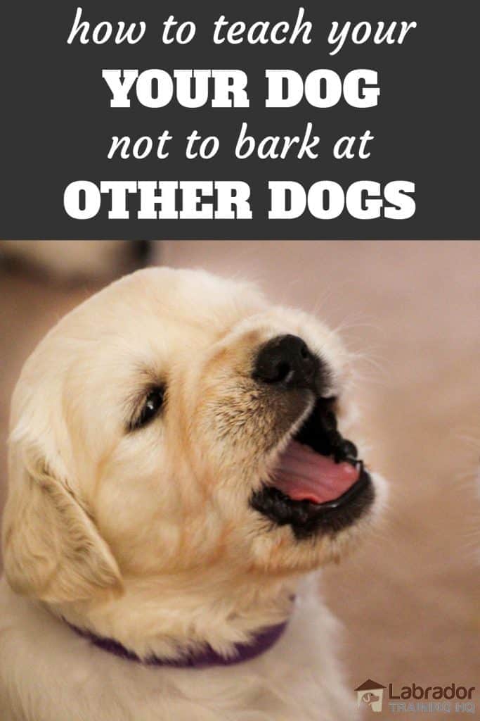 How to teach your dog not to bark at other dogs - picture of yellow puppy barking/yawing/whining...