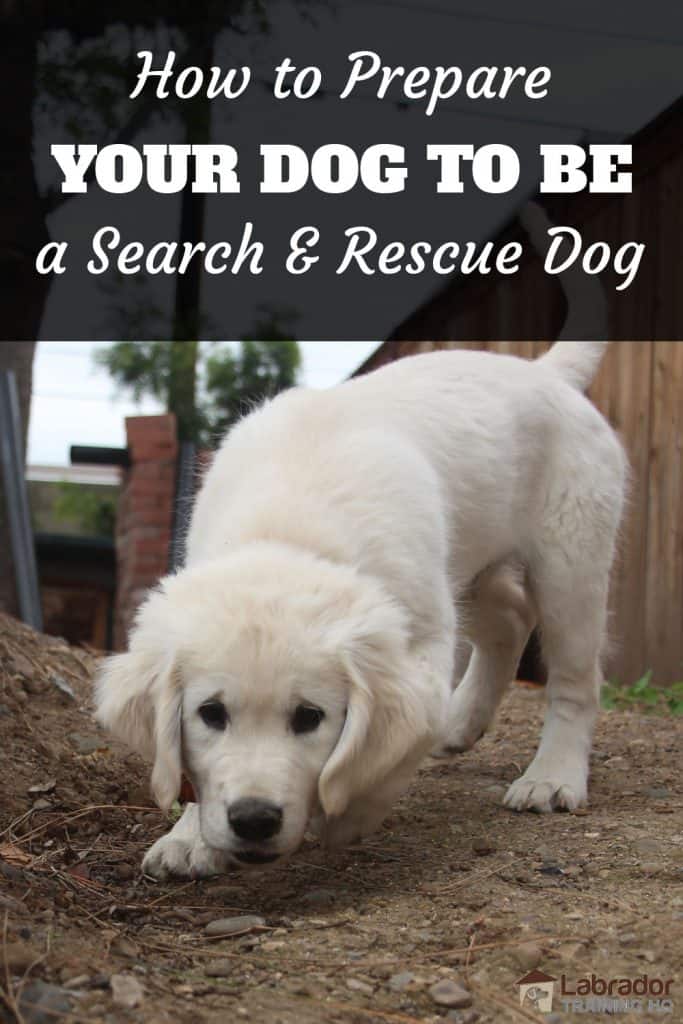 Search and Rescue Dog Training - Yellow puppy sniffs along path.