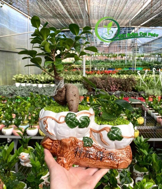 gioi thieu vua kieng dai phat