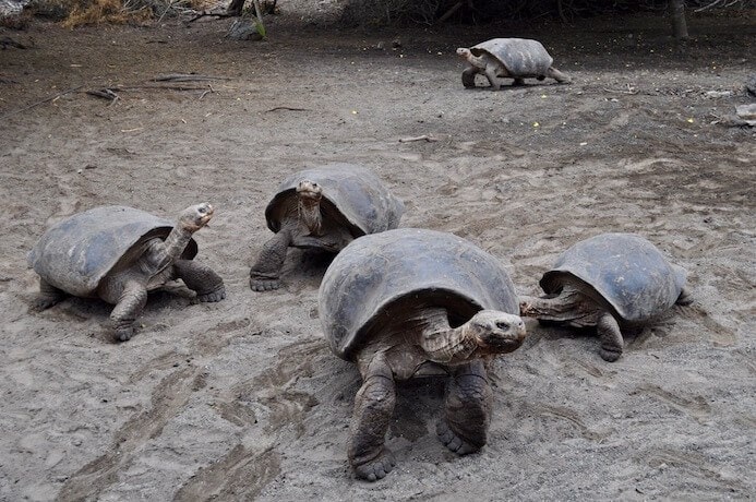 Galapagos Islands travel itinerary dream holiday destinations giant tortoise