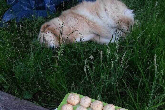 Lemon ricotta cookies recipe on a tray by the dog