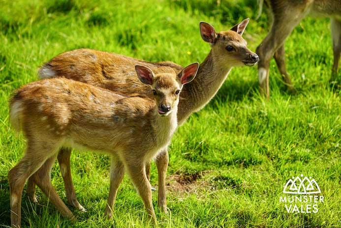 Visiting Doneraile Park comprises approximately 166 hectares and is an outstanding example of an 18th century landscaped park in the 'Capability Brown' style.