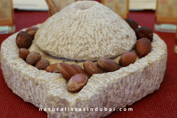 Argan seeds in a stone mill ready for extraction