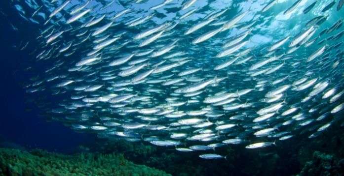 Some bbq sauces use sardines or anchovies as a flavor ingredient