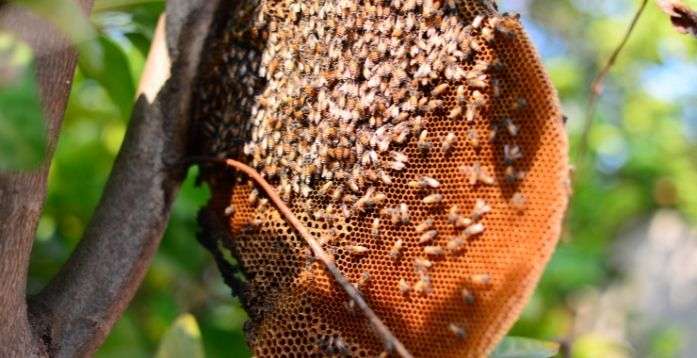 Bees make honey, and they require it for food and warmth