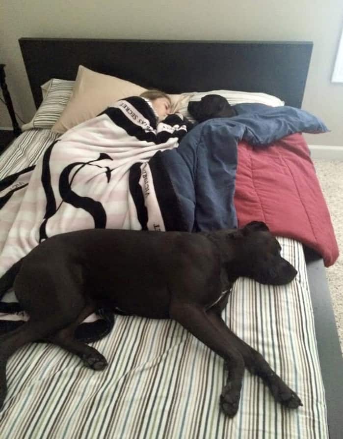 Sharing the guest bed with Missy (next to me) and Buzz