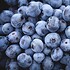berry lot