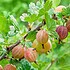 Gooseberry. Fresh and ripe berries gooseberries on branch gowin