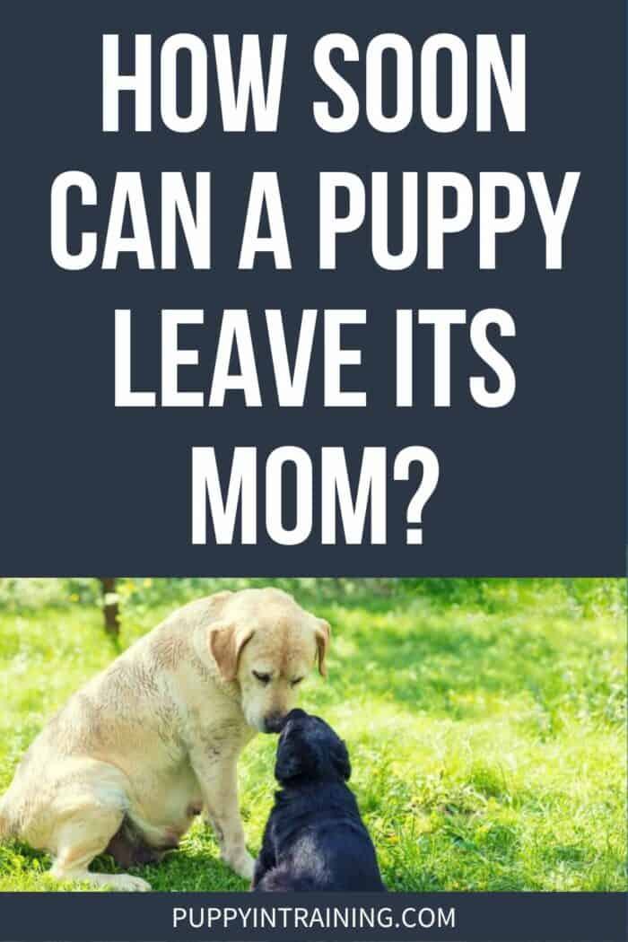 How Soon Can A Puppy Leave Its Mom? - black lab puppy nose to nose with yellow lab mommy.