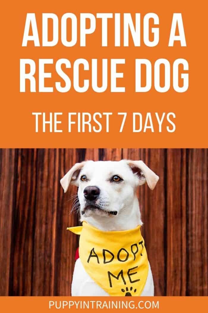 Adopting A Rescue Dog: The First 7 Days - White Dog wearing an adopt me bandana