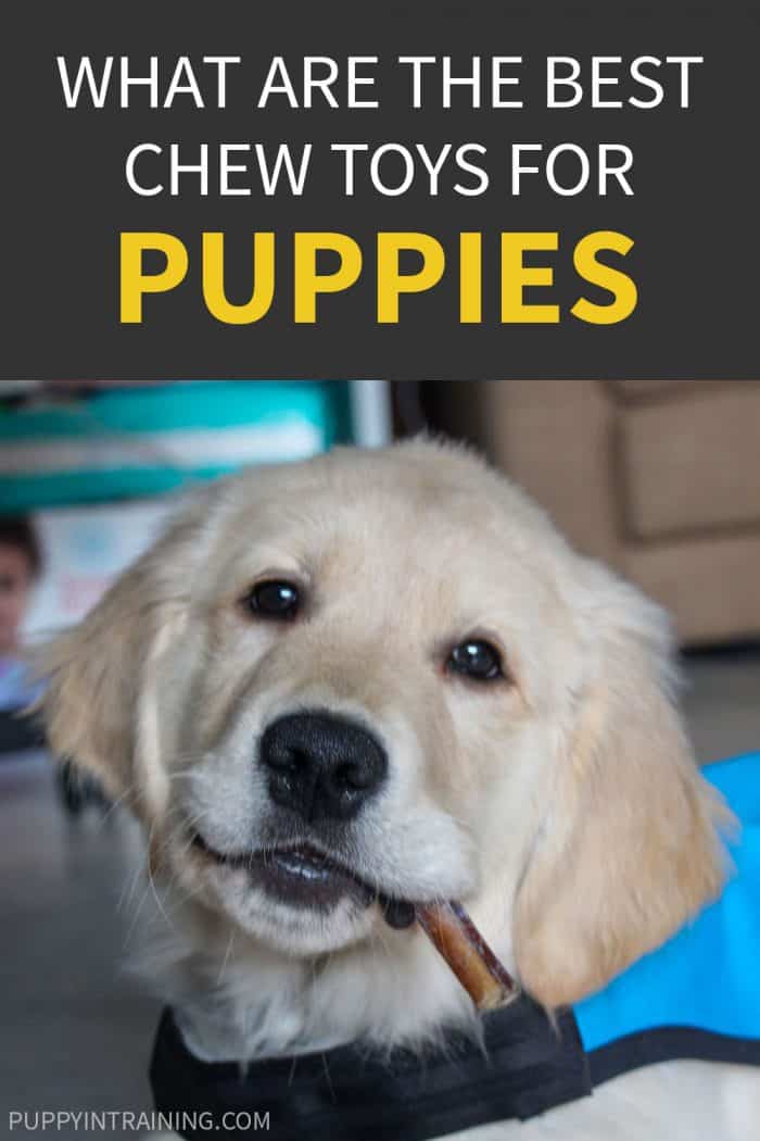 What Are The Best Chew Toys For Puppies? - Golden Retriever puppy with bully stick in his mouth wearing blue service dog vest.